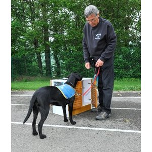 Handi chiens 0817