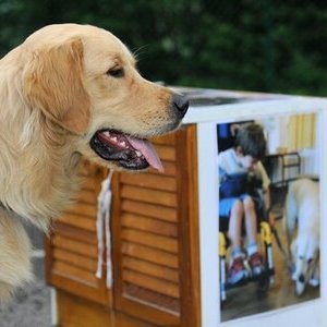 Handi chiens 0812