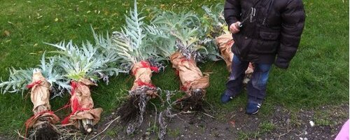 Le jardin de l’ACEJ Le jardin de l’ACEJ